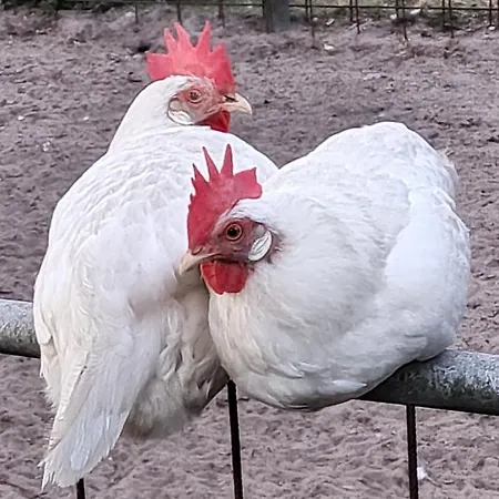 Ferienhof-störwiese