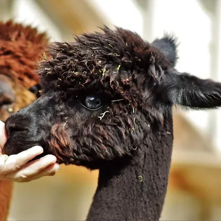 Ferienhof-störwiese Apartment Arpsdorf